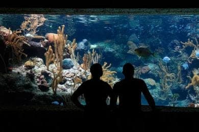 Acuario